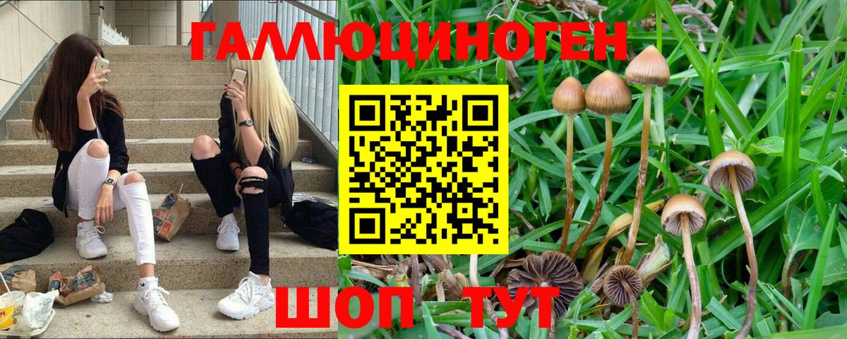 Псилоцибиновые грибы Psilocybe Саранск
